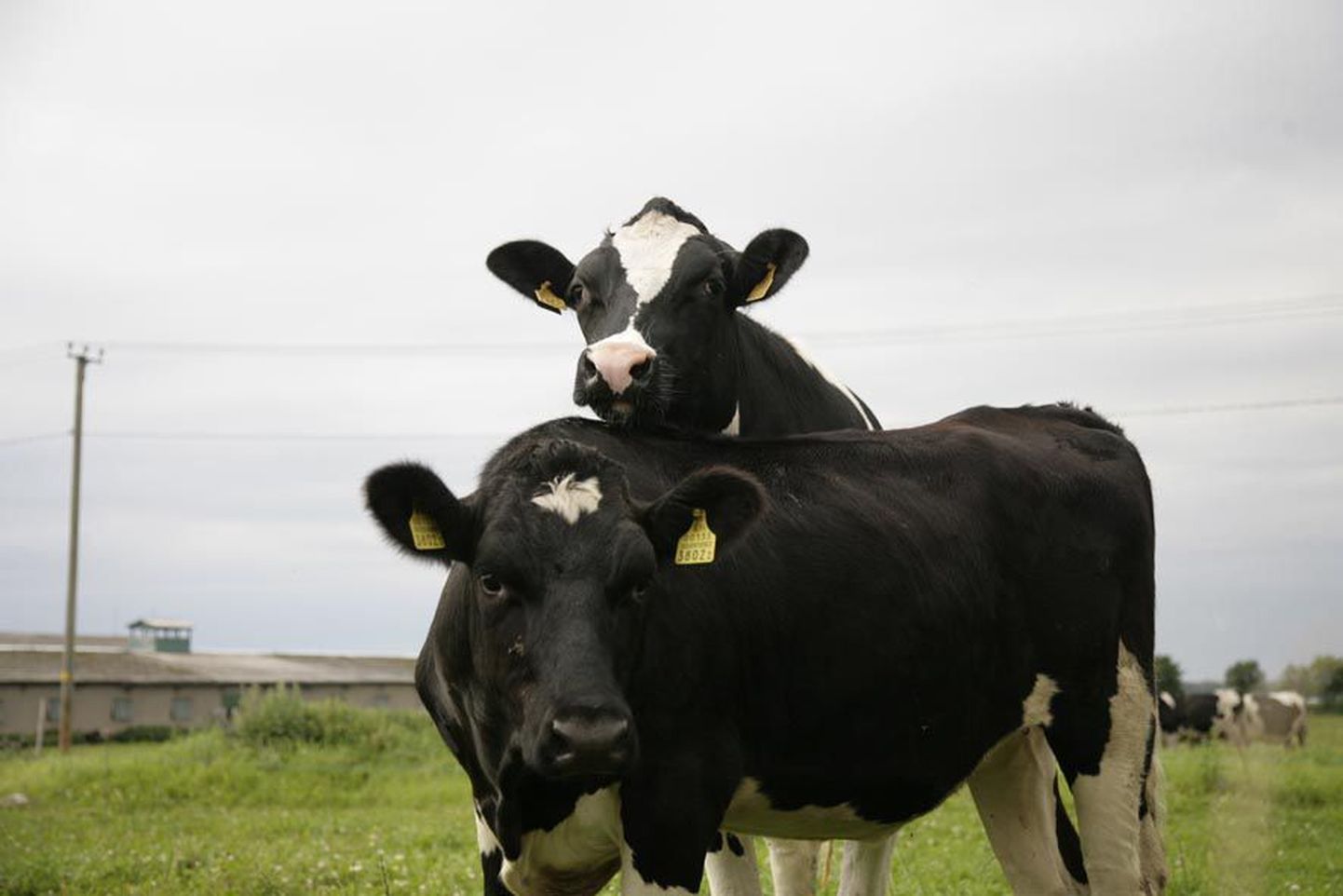 Varem Tallinna Äripangale kuulunud Aravete Agro lehmad hakkavad nüüd lüpsma Austria investorite hüvanguks.