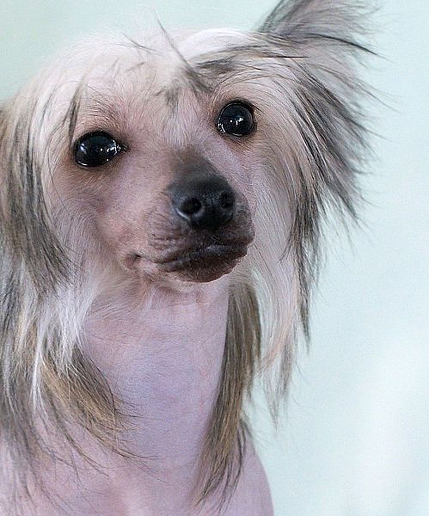 Китайская хохлатая. И почему такая милая собачка может считаться "самой уродливой в мире"?