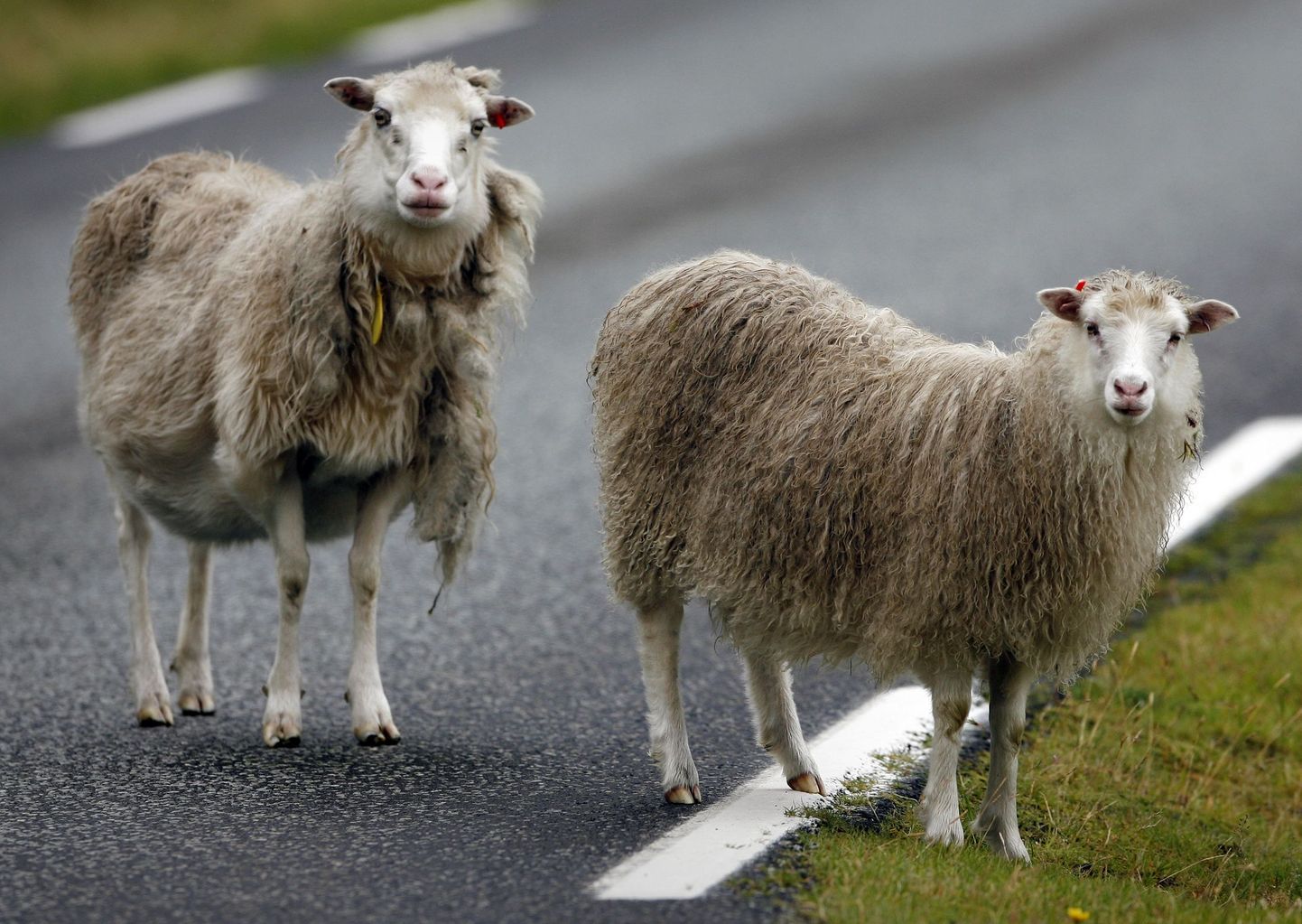 Argentina vangid põgenesid lammasteks maskeerituna