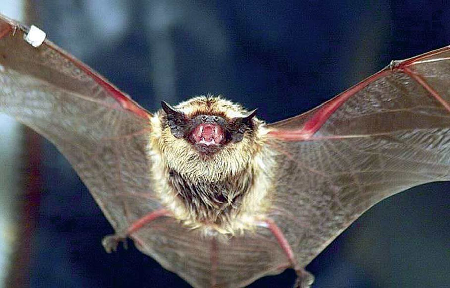 Eestis üliharuldane suur-nahkhiir (Vespertilio murinus). Pildistatud 2001. aastal ühes Tartu korteris, kuhu ta tahtis endale talvise elupaiga leida.