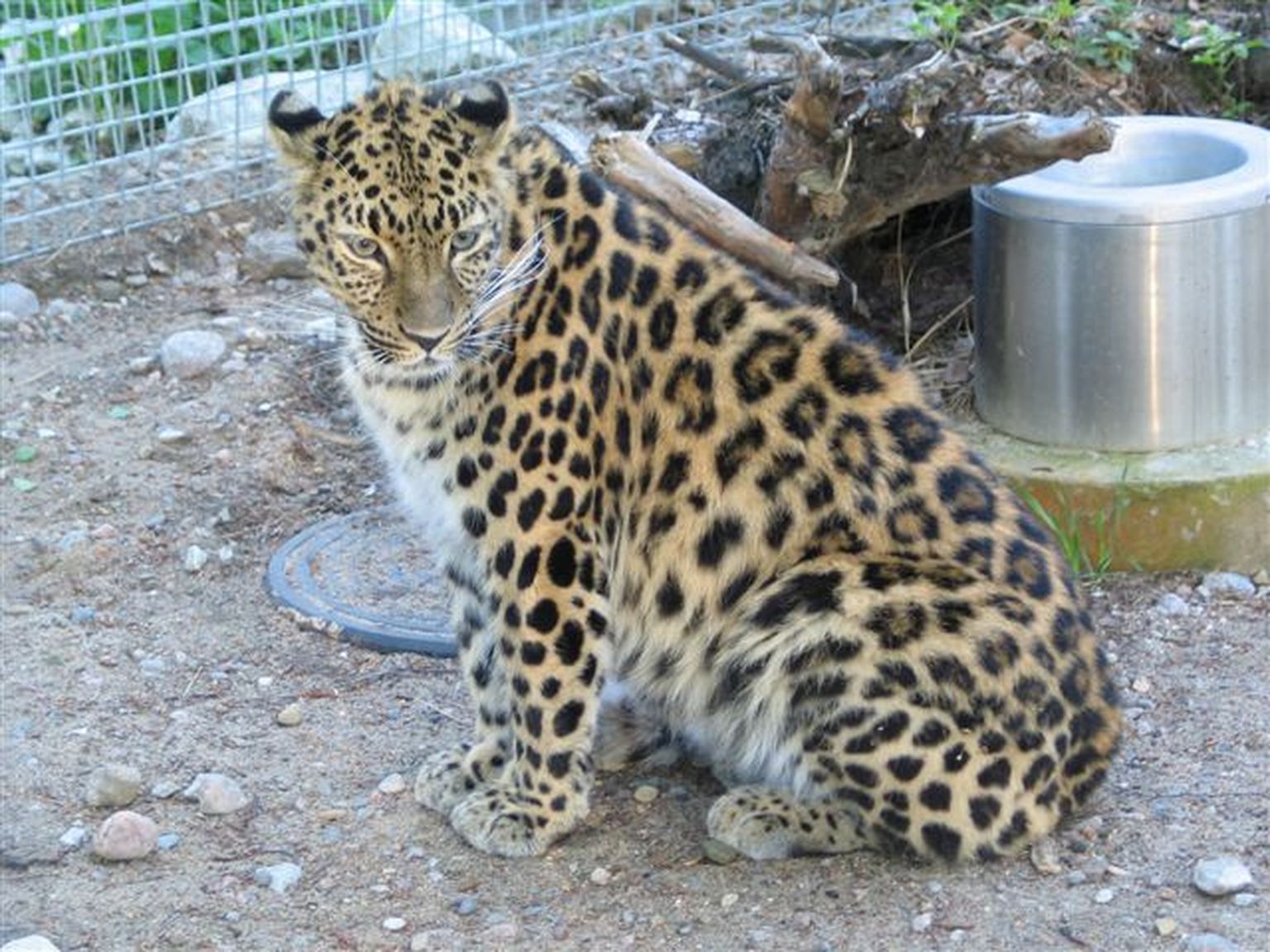 Amuuri leopard Darla.