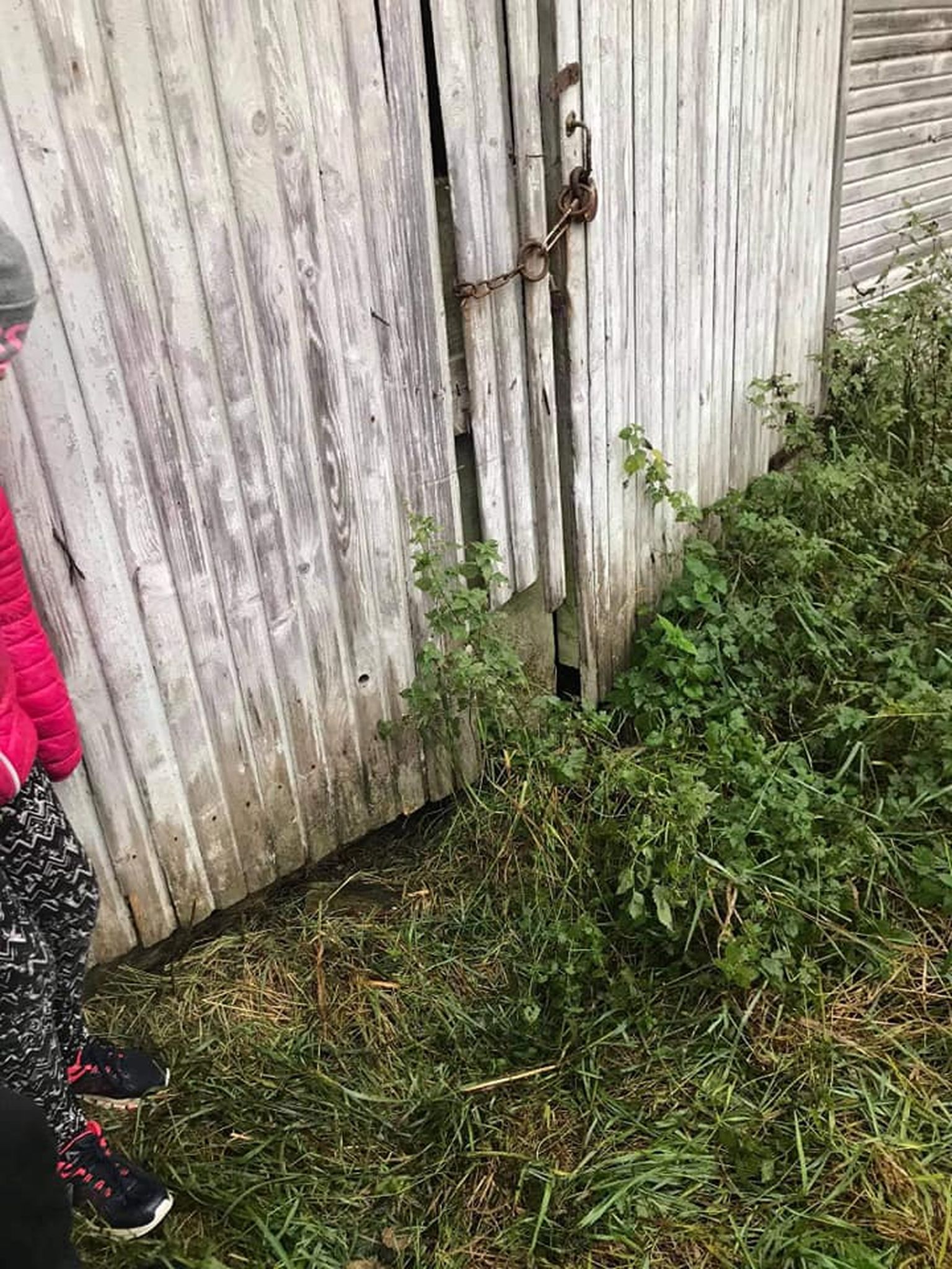 Laudauks, mille külge väidetavalt kassid seotud olid.