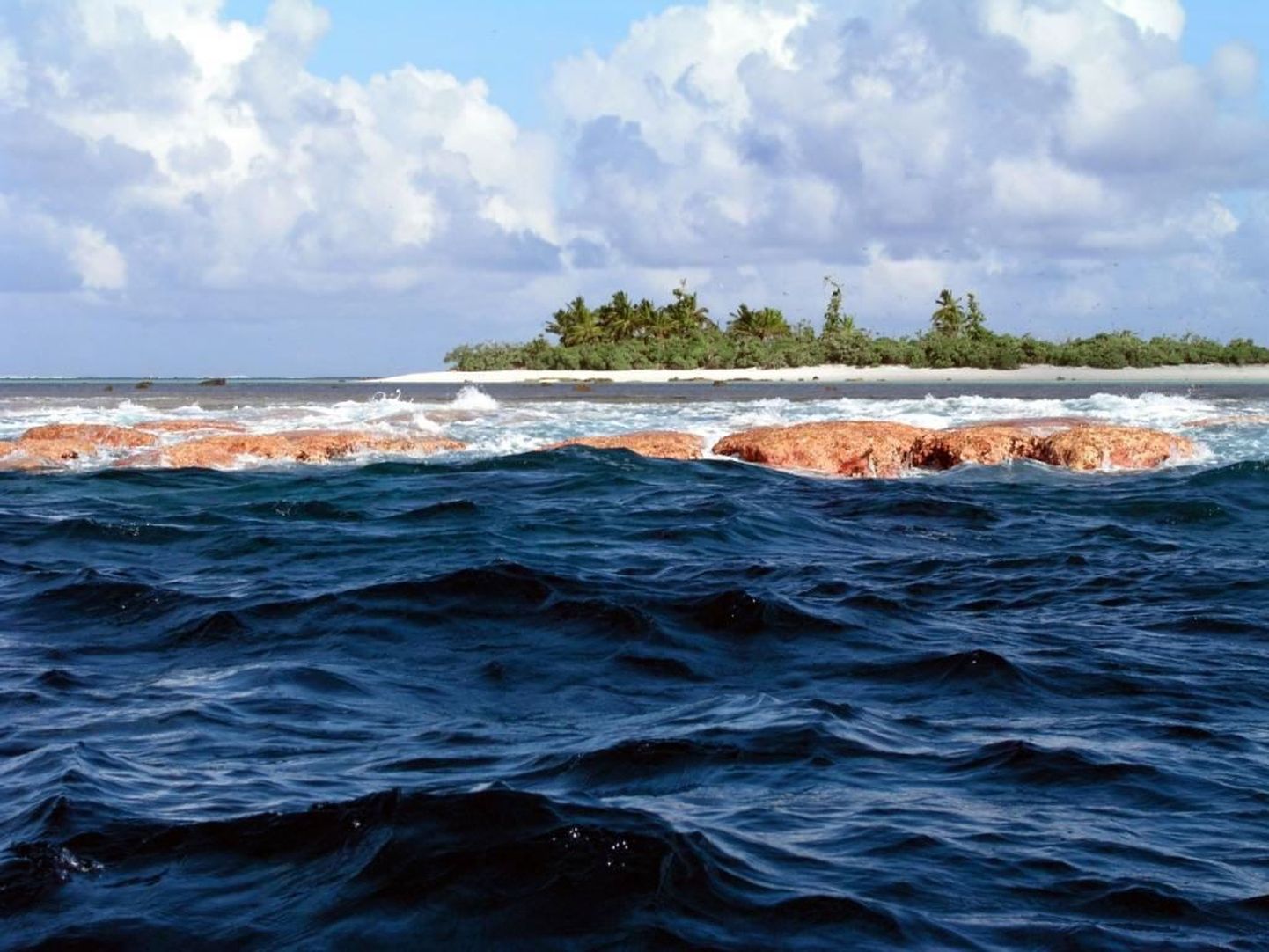 Программа Census of Marine Life изучает морские организмы в малоизученных регионах.