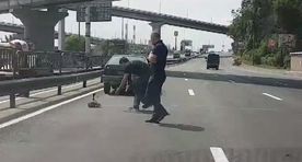 Видео: водители остановили движение на шоссе, чтобы помочь утке с утятами перейти дорогу