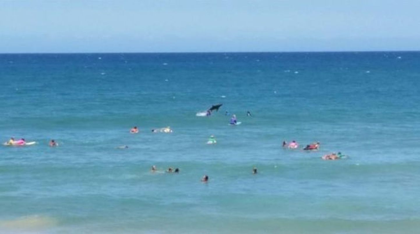 Hai tungis kontvõõrana surfivõistlusele