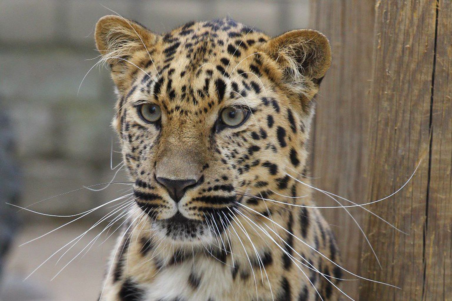 Amuuri leopard Dora.
