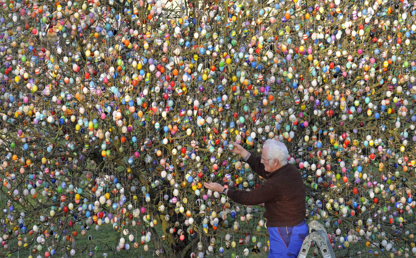 Saksamaal Saalfeldis kuulub perekond Kraftidele õunapuu, mille lihavõttepühade eelsest kaunistamisest on saanud pikk traditsioon. Puule on riputatud 10 000 muna. Pildil peremees Volker Kraft.