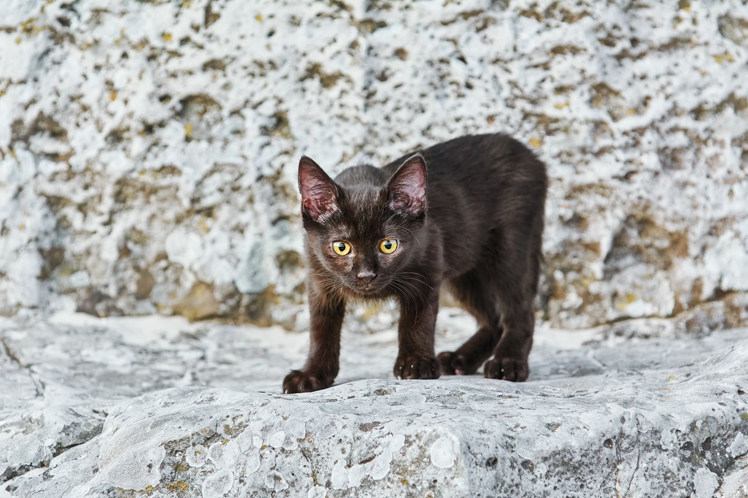 Котенок. Иллюстративное фото.