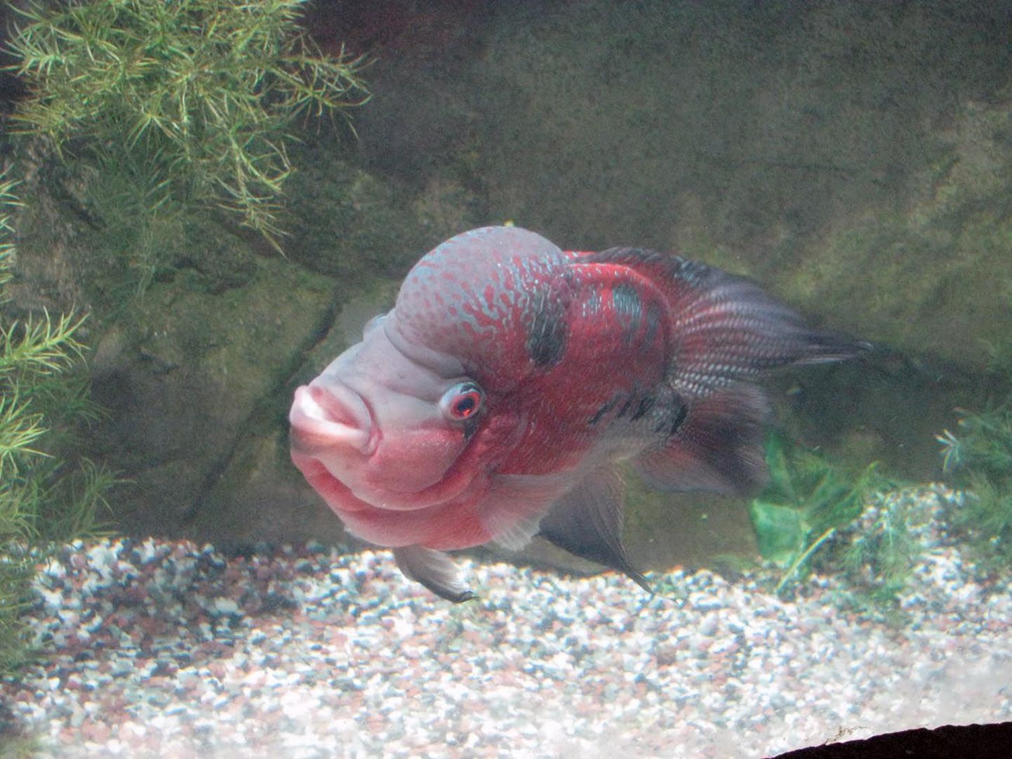 Sellel kalal oli väga omapärane suu.
