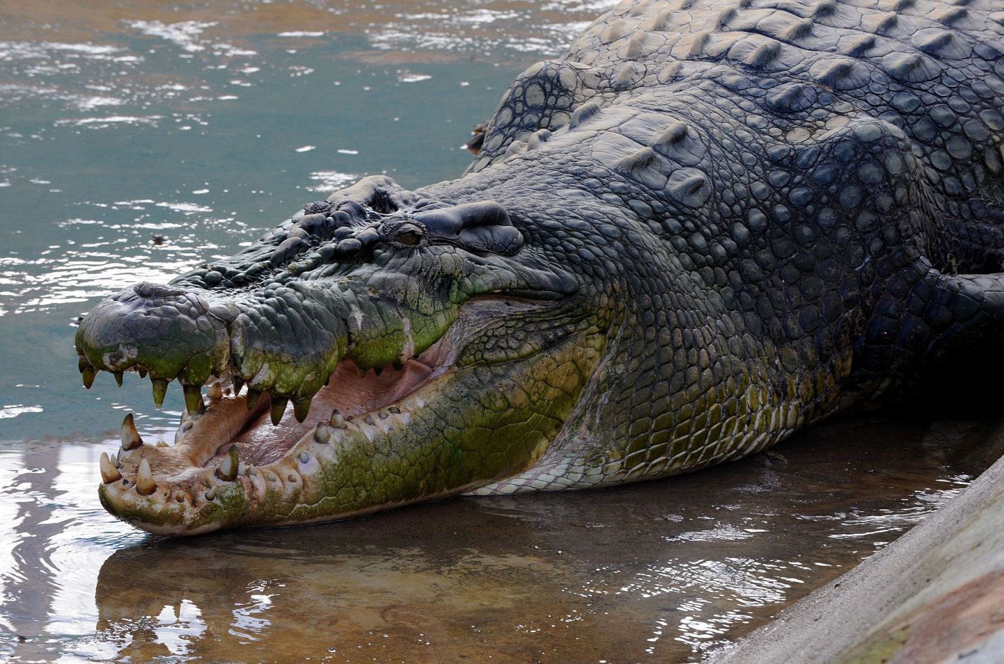 Unusta paks nahk, krokodillid on väga tundlikud