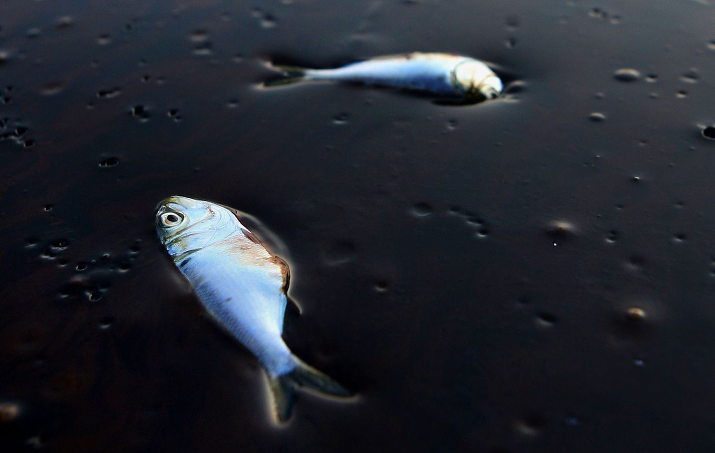USA kalade massihukk tekkis temperatuurilangusest