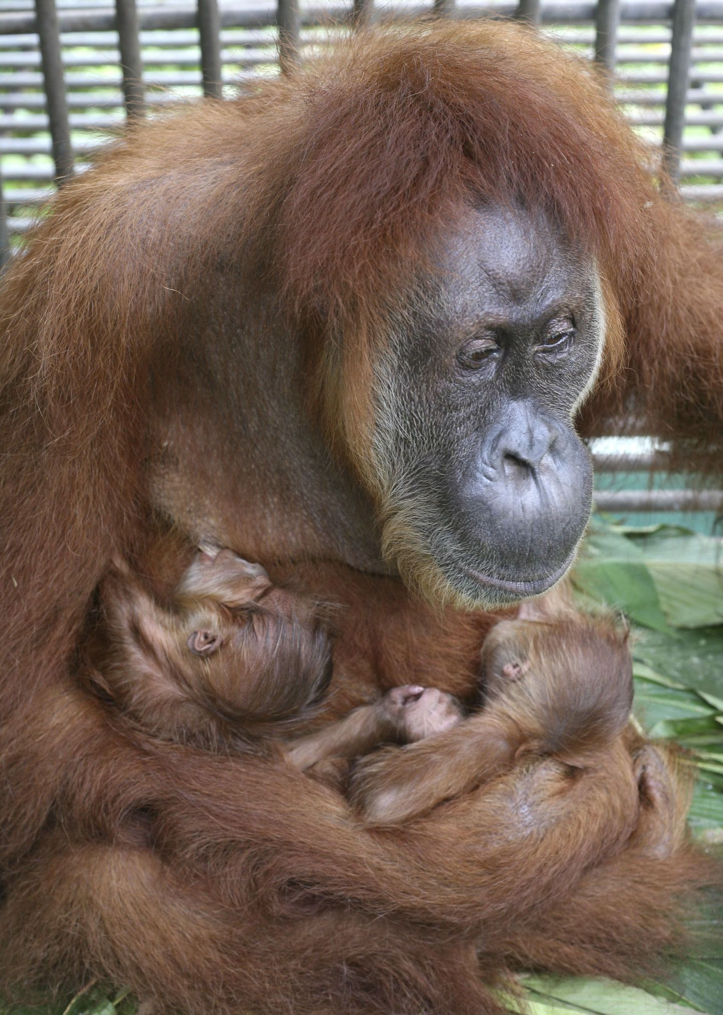 Pime emane orangutan Gober ja tema kaksikud