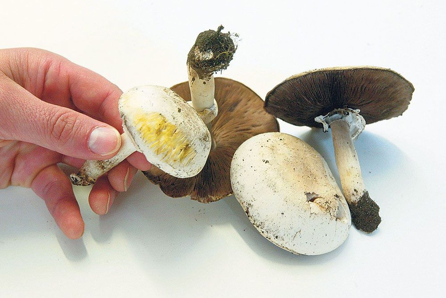 Mürkšampinjonile on iseäralik tugev tindilõhn ja ka see, et vigastatud pind seene viljakehal muutub kollaseks.