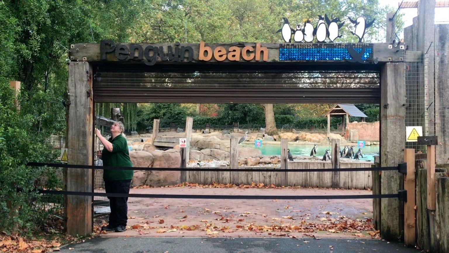 Loomaaednik sulgeb väravat pingviinide aediku juures Londoni zooloogiaseltsi (ZSL) loomaaias Ühendkuningriigi pealinnas 4. novembril, mil Inglismaal suleti taas suurem osa asutusi ja ettevõtteid. ZSLi kahe loomaaia 20 000 asuka toidule kulub iga kuu miljon naela ning piletituluta jäänud ühendus loodab koguda selle raha novembris annetustest.