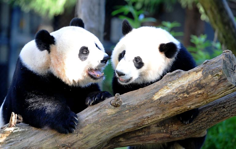Giant panda Mei Xiang(L) and her cub Bei Bei play in their enclosure August 24, 2016 at the National Zoo in Washington, DC.
Bei Bei celebrated his first birthday August 20, 2016. He is part of Sino