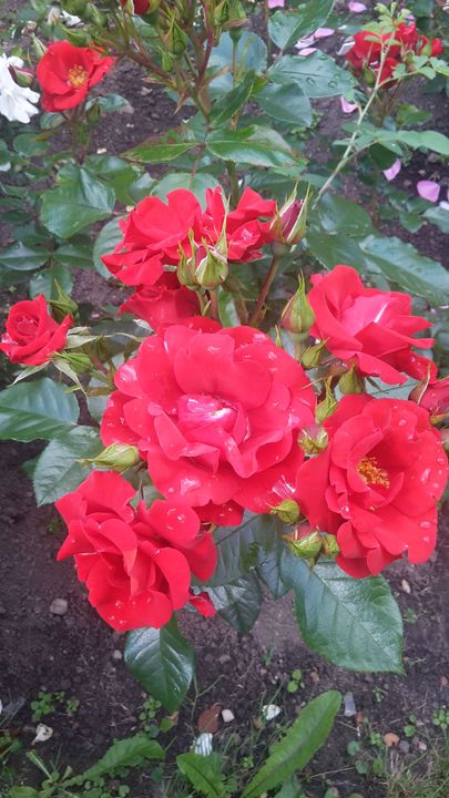 Tuleval kevadel istutatakse rosaariumisse ka uus roosisort «Luunja».