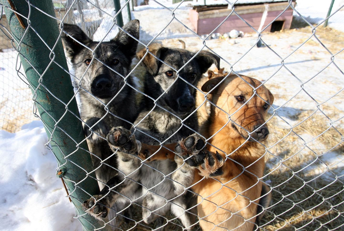 Koerad loomade varjupaigas.