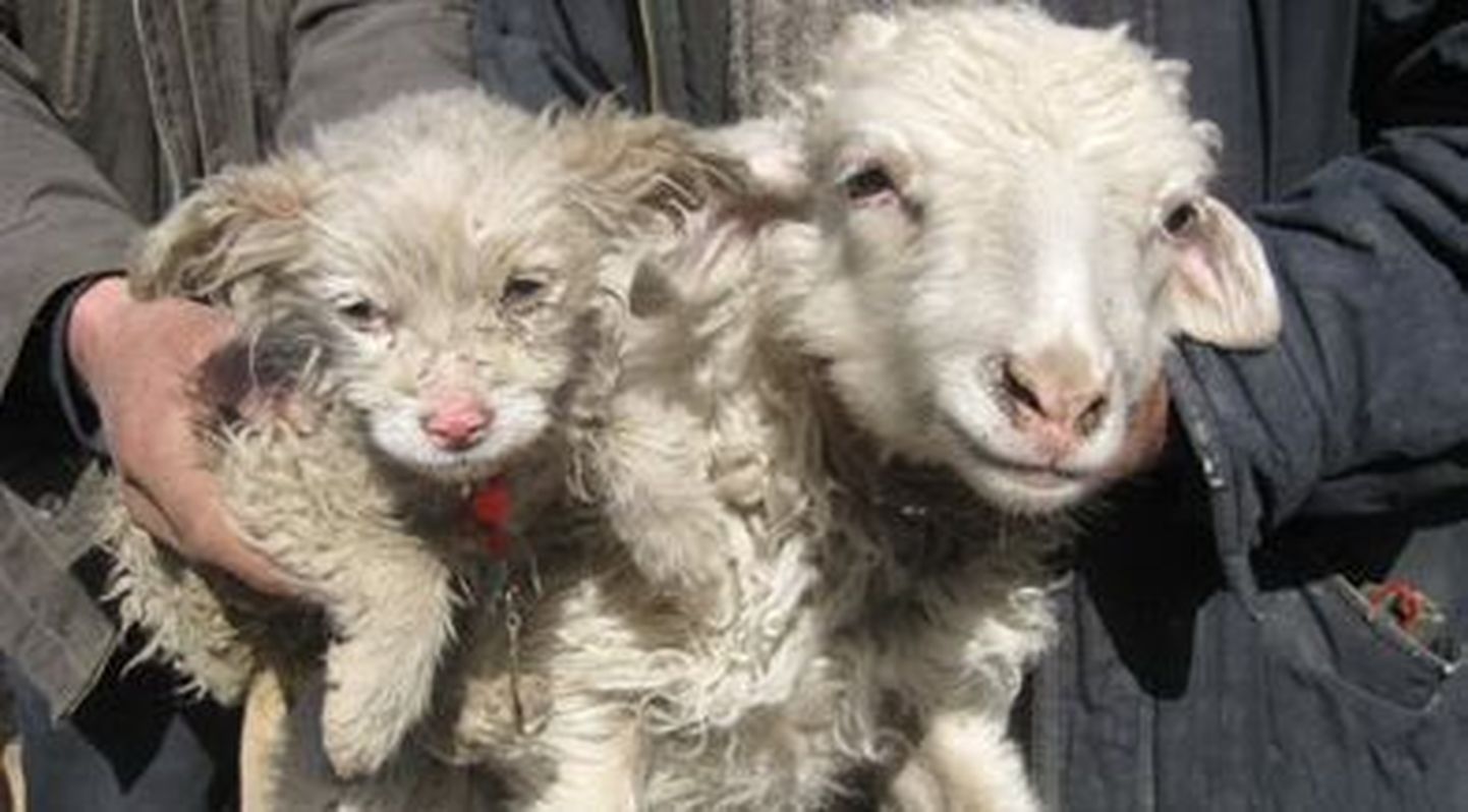 Hiinas sündis lambatall, kes meenutab välimuselt koerakutsikat