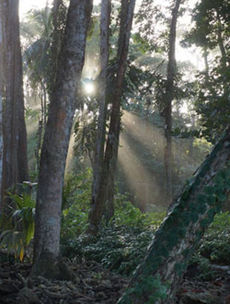 Коста-Рика, тропический лес на Карибском побережье 