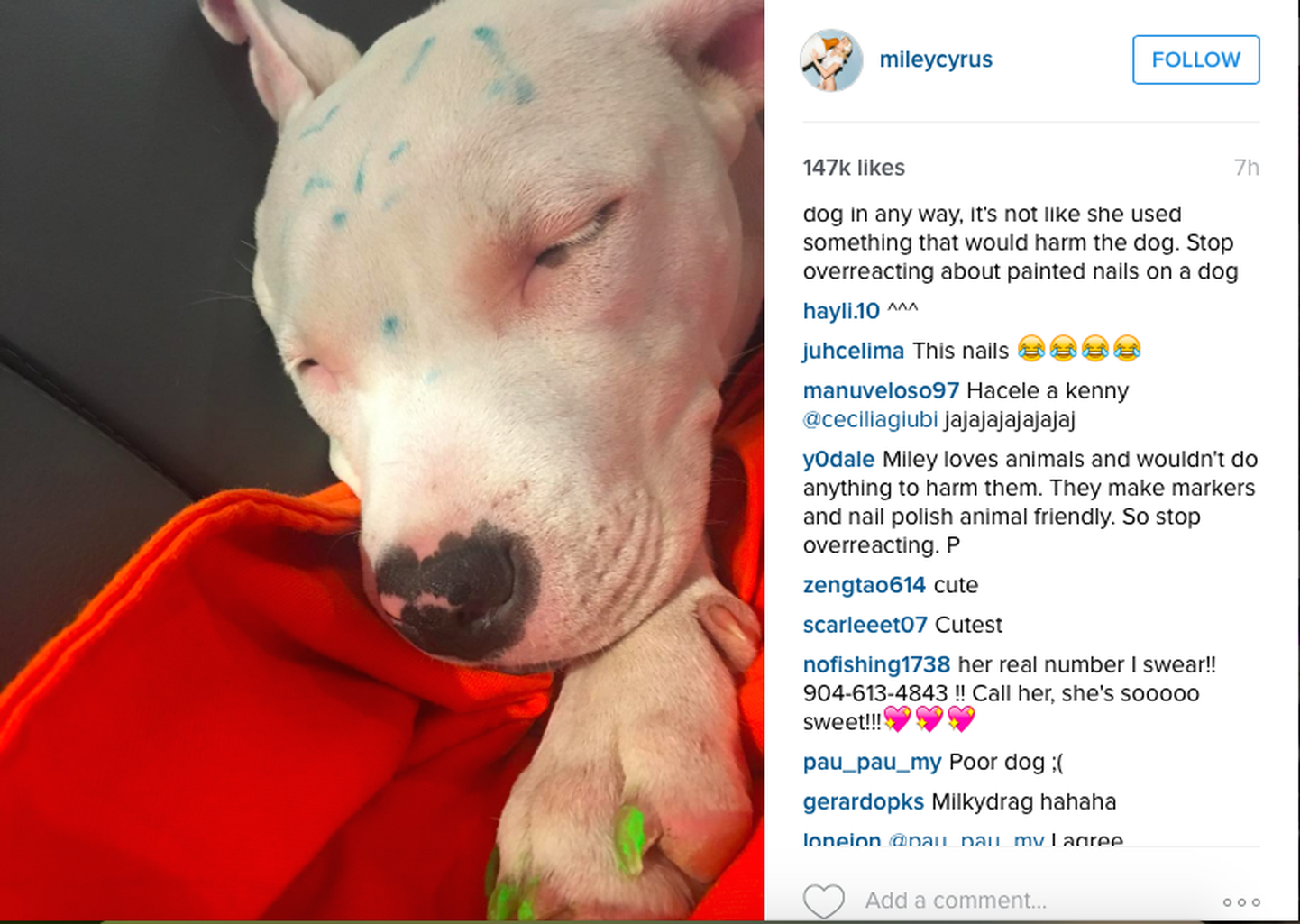 Miley Cyrus värvis oma koera Milky ära.