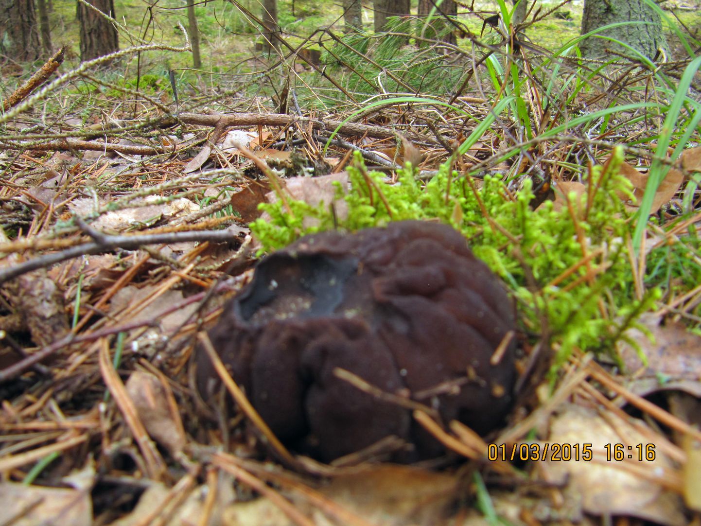 Haruldane limatünnik kasvas 1. märtsil ühes Lõuna-Tartumaa metsatukas.