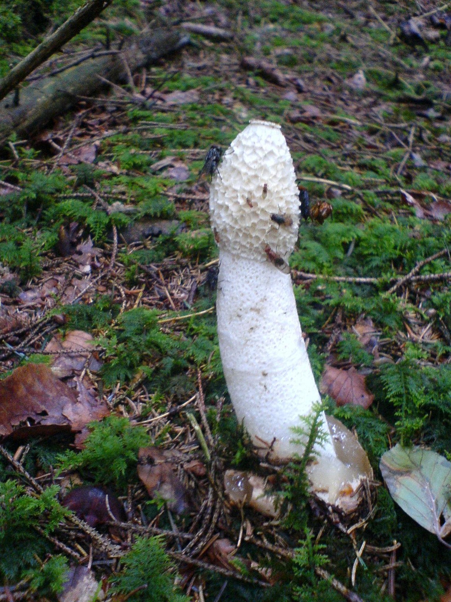 Harilik tanuseen (Phallus impudicus) on siivsates inimestes ikka rahutust tekitanud.