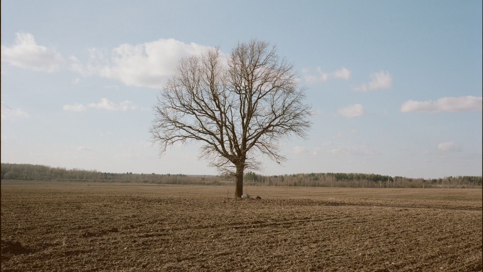 Diana Tamane. "Räägin sulle kõik, mida mäletan". 2019–2021.