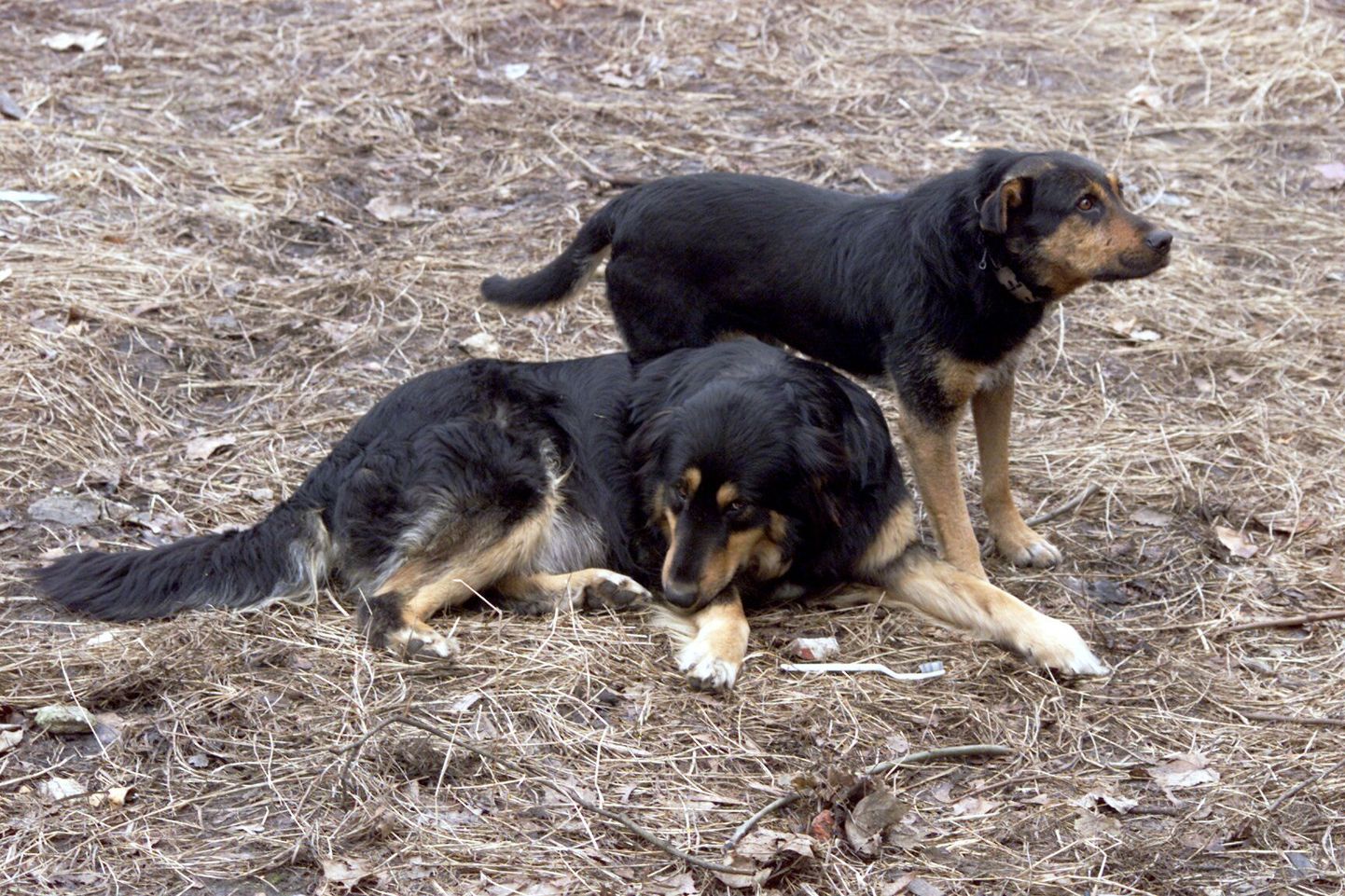 Keskkonnaametniku sõnul on hulkuvate koertega kõige rohkem probleeme sügisel ja kevadel.