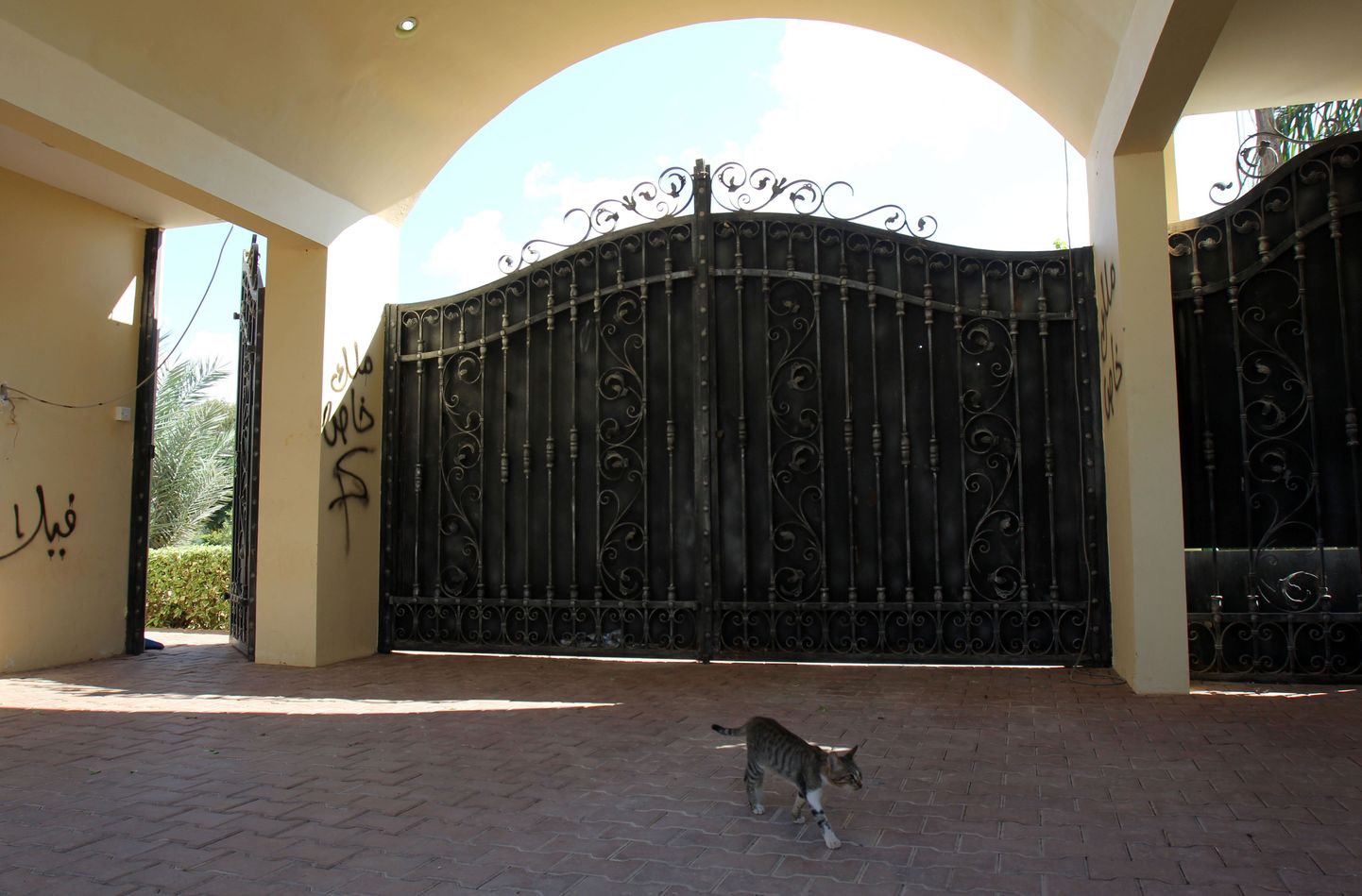 Kass jalutab Liibüas Banghazis asuva USA konsulaadi peasissekäigu ees.