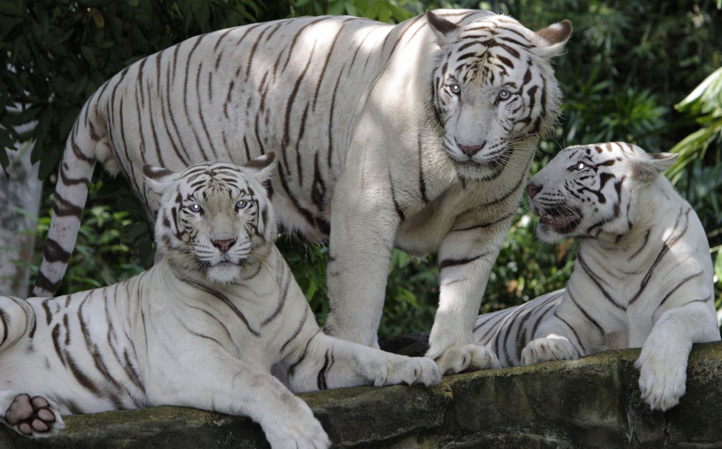 Pildil olevad valged tiigrid elavad Singapuri loomaaias.