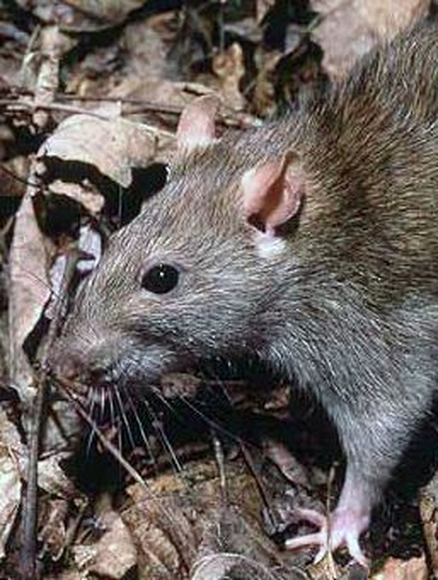 Bangladeshi mees tappis ligi 40 000 rotti