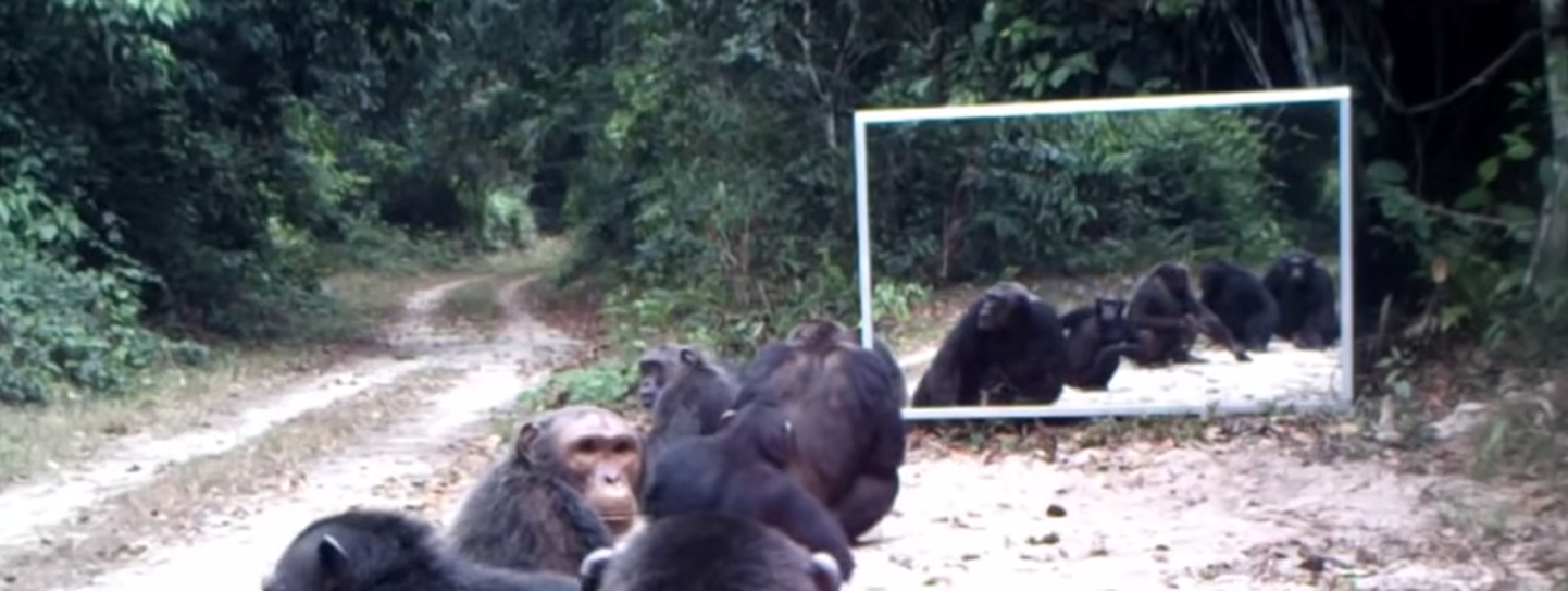 Teadlased panid džunglisse peegli. Metsikud loomad näevad esimest korda enda peegelpilti.