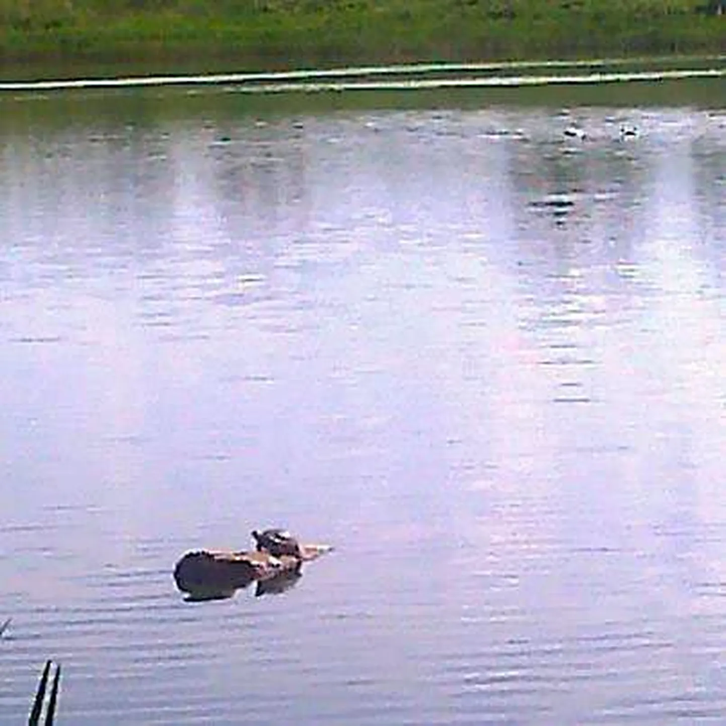 Möödunud reedel peesitas kilpkonn Raadi järves ühel kalda ääres triivinud puunotil.