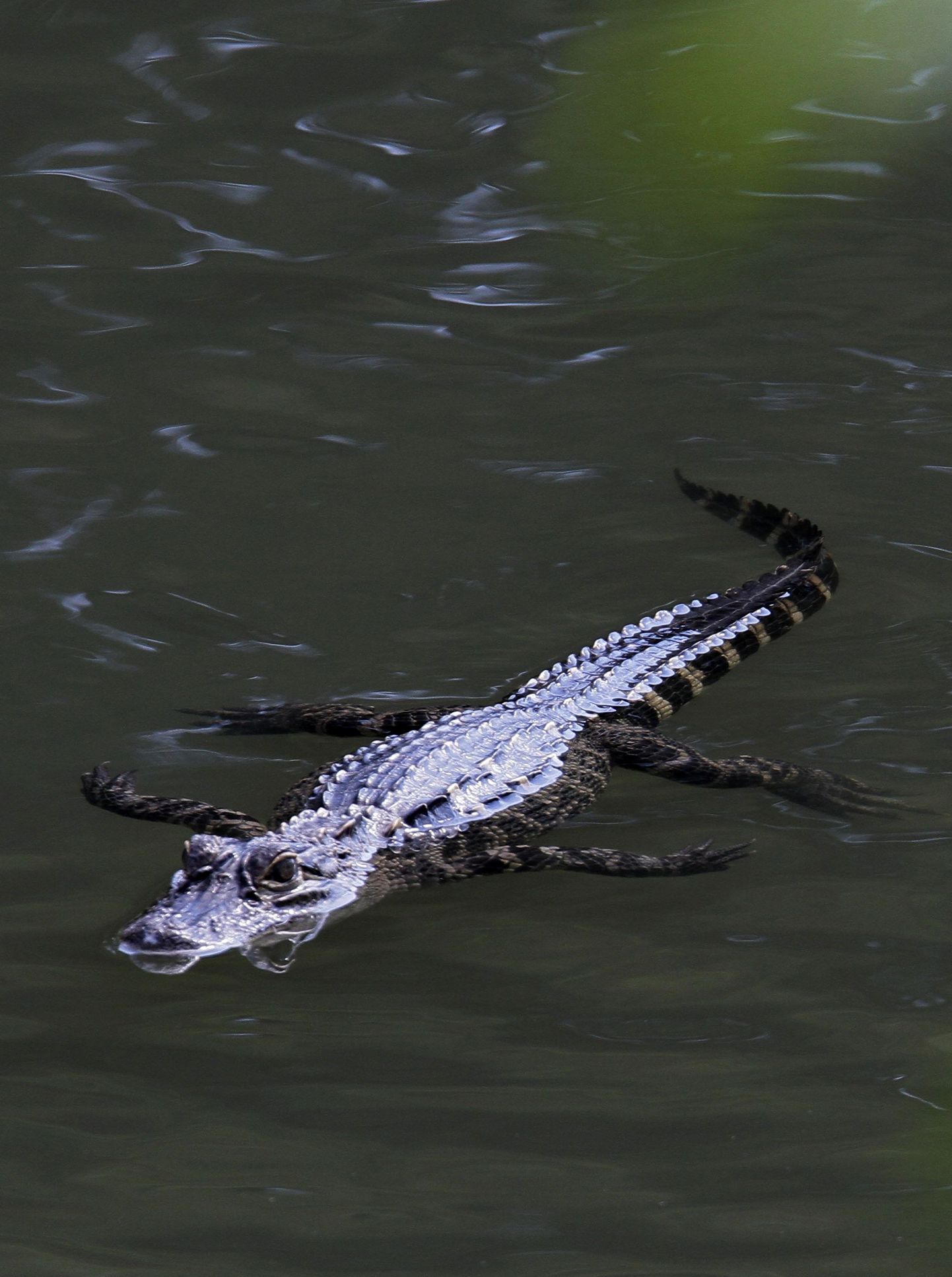 Chicago jõest leitud alligaator