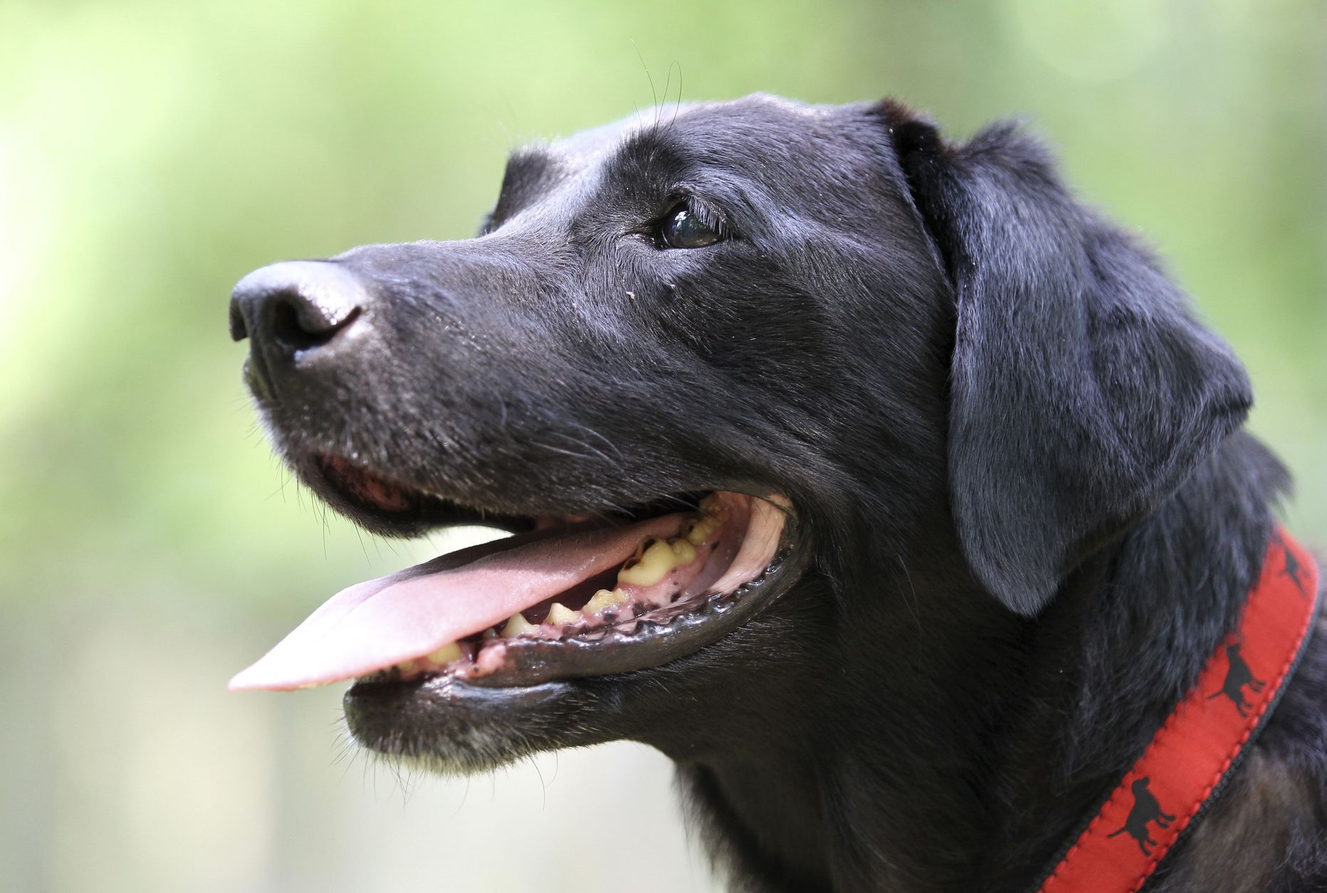 Labradori retriiver