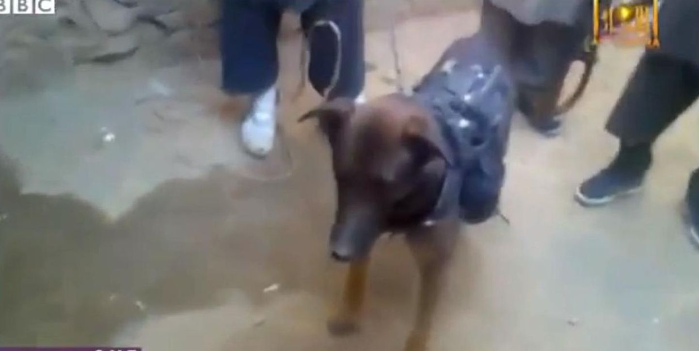 Afganistanis võtsid Talibani võitlejad koera vangi