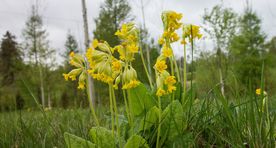 Taimetark soovitab. Nurmenukk kosutab kurnatud keha