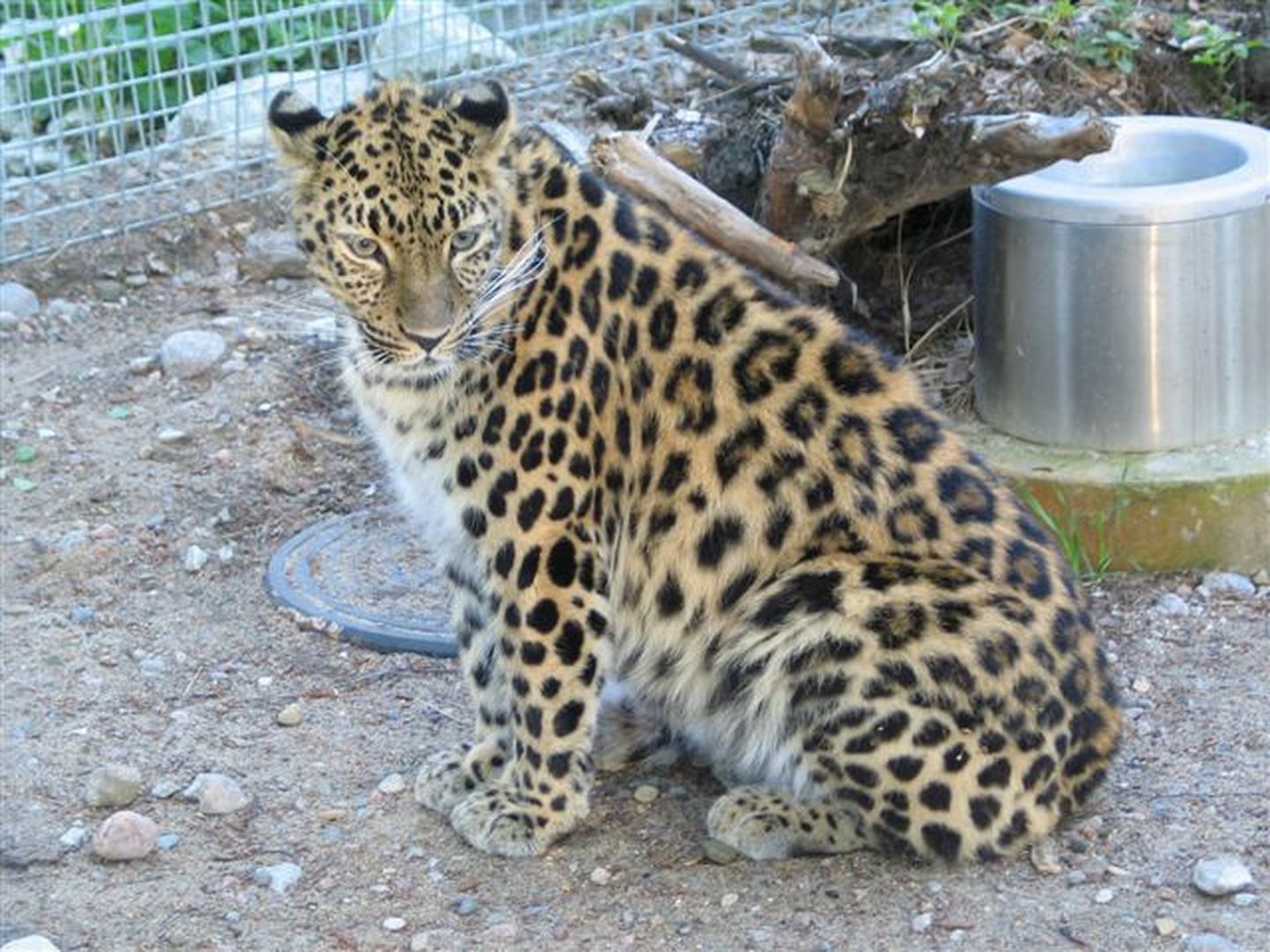 Amuuri leopard Darla