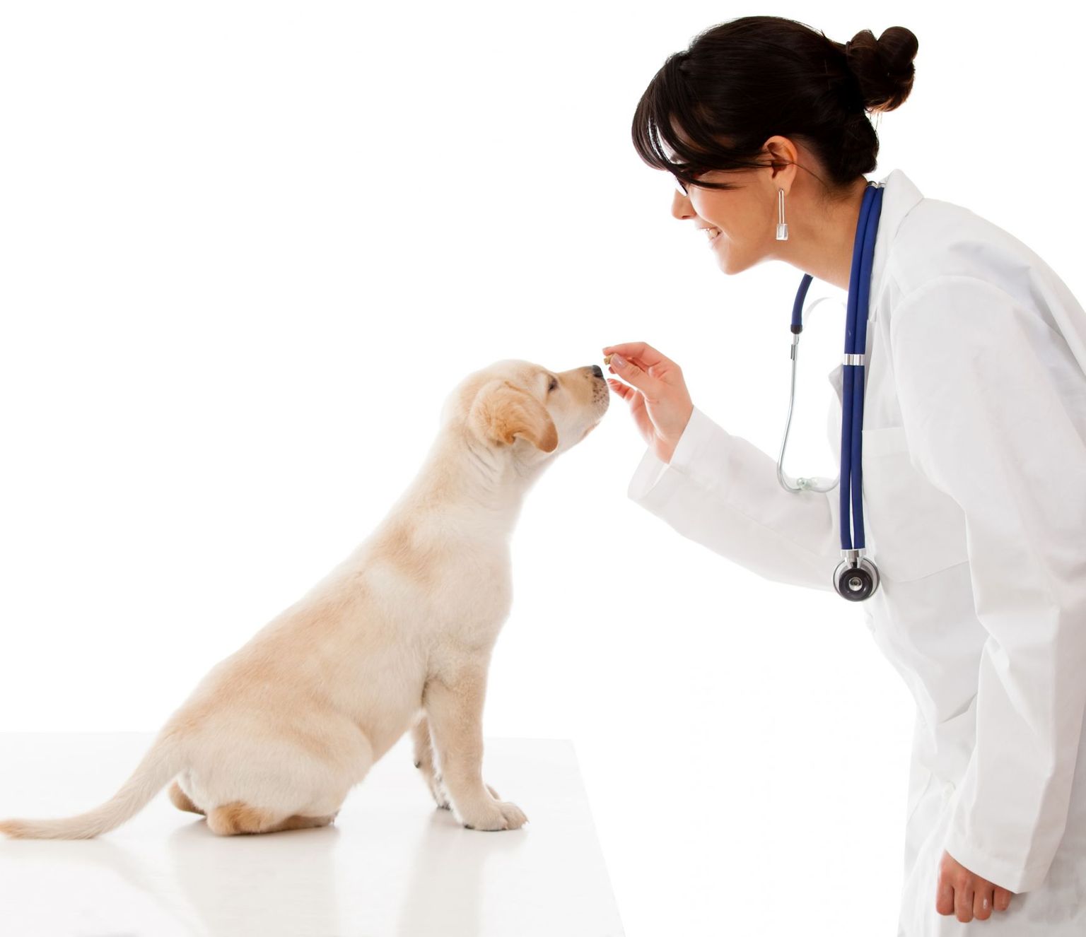 Veterinaar.