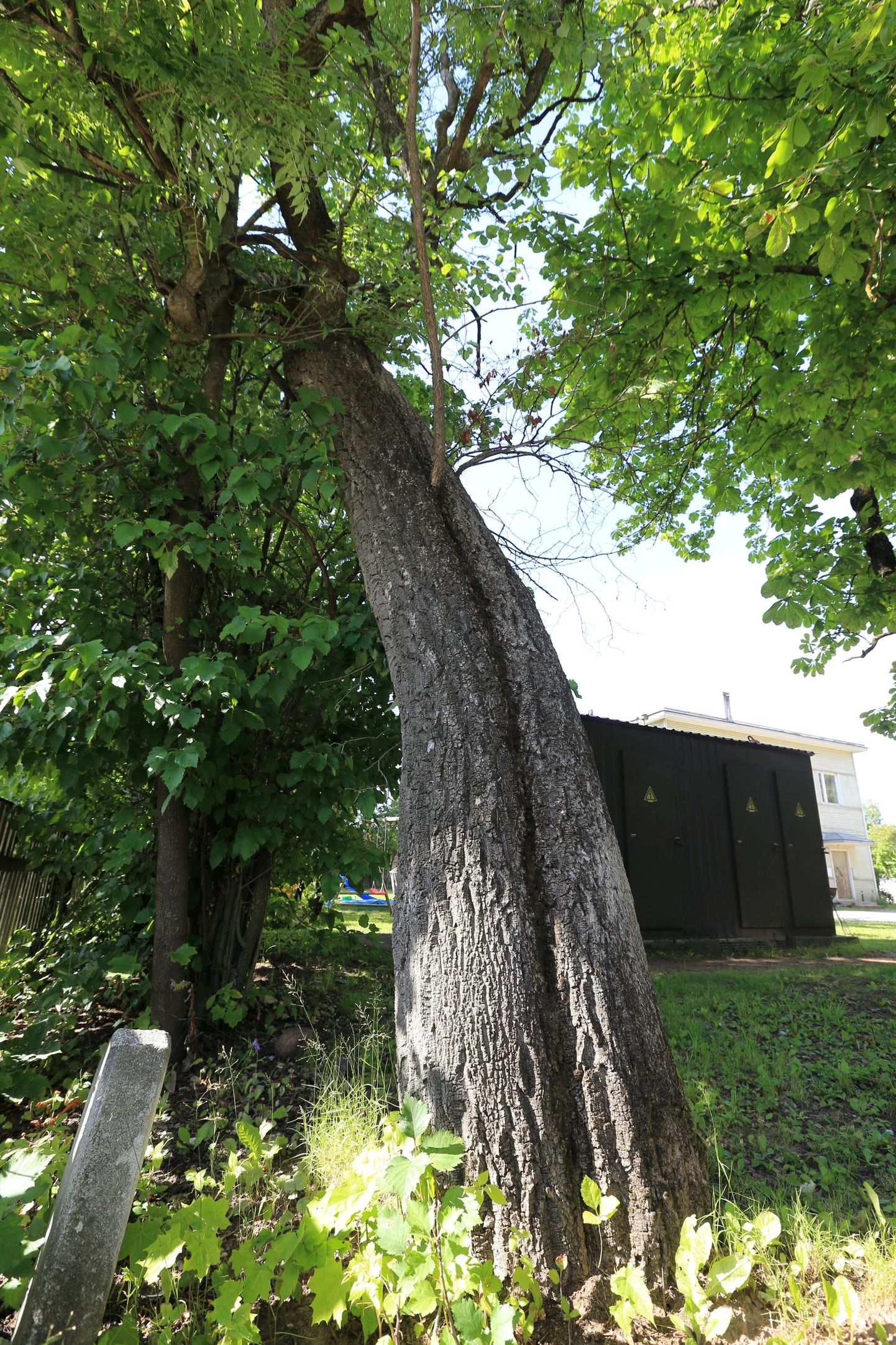 Puiestee ja Kasarmu tänava krundil asuva amuuri korgipuu tähtsust meenutab veel vaid väike betoonist tahvel, mis tähistab looduskaitsealust objekti.