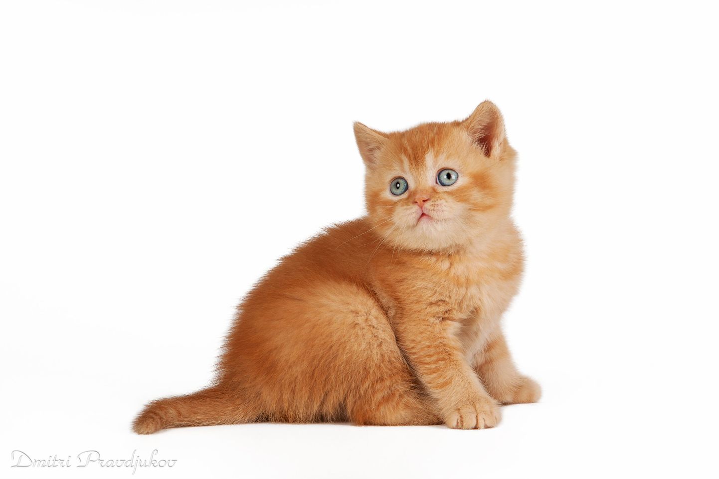 Маленькое солнышко – британский короткошерстный котенок.
