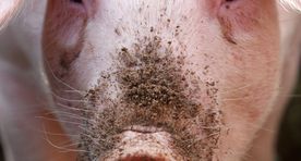 HKScan launches live pig imports from Finland