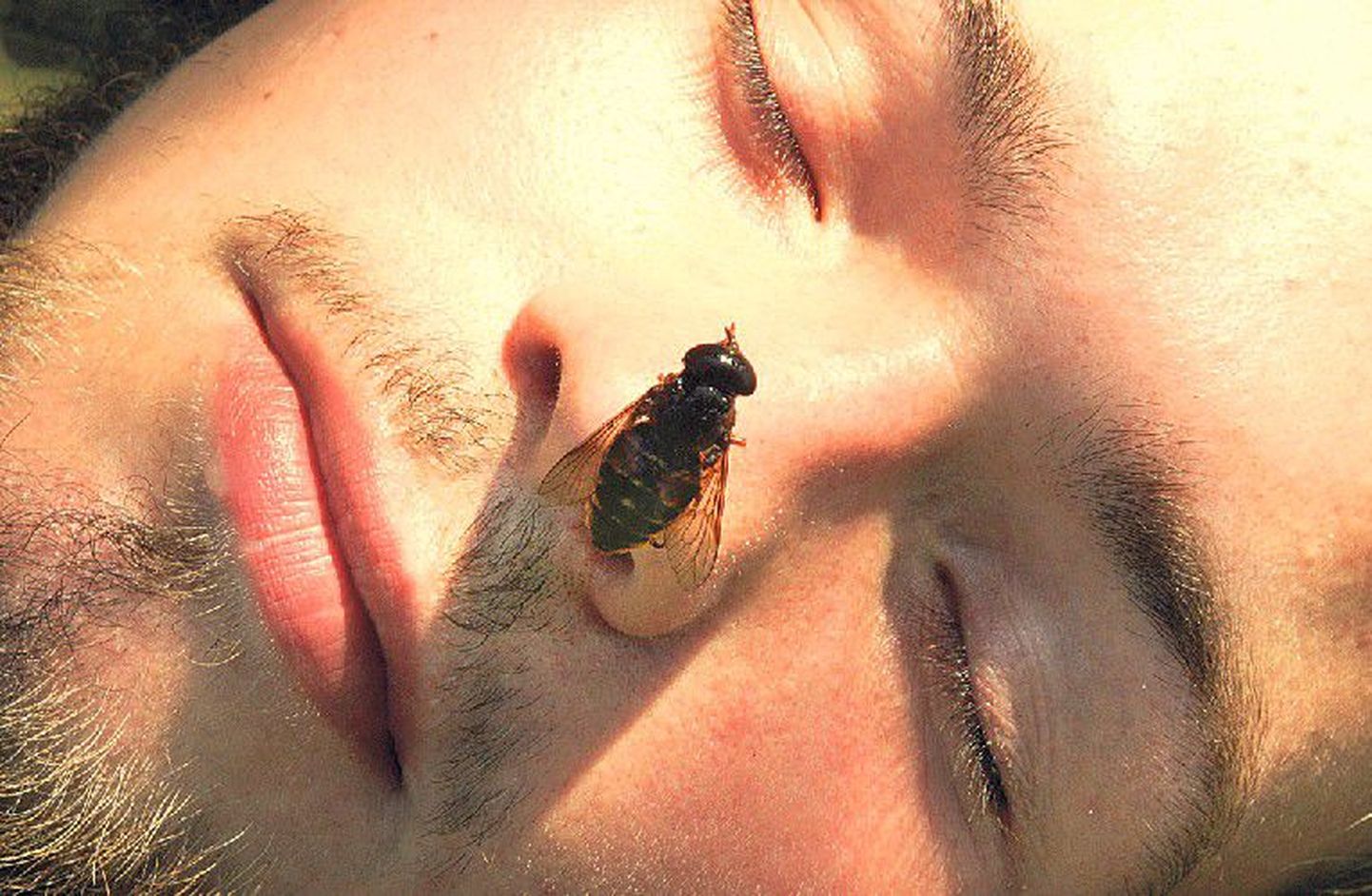 Rahu, ainult rahu: suviste tüütute putukate vastu aitab rahulik meel ning õiged kaitsevahendid.