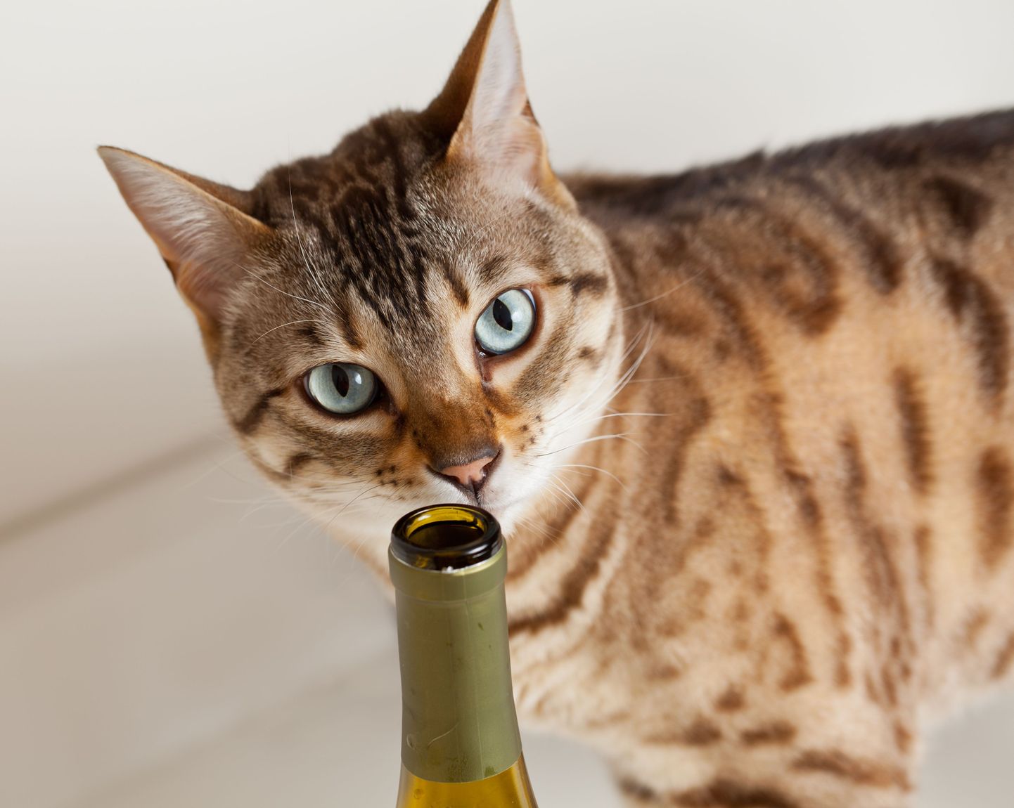 Kass veinipudeliga