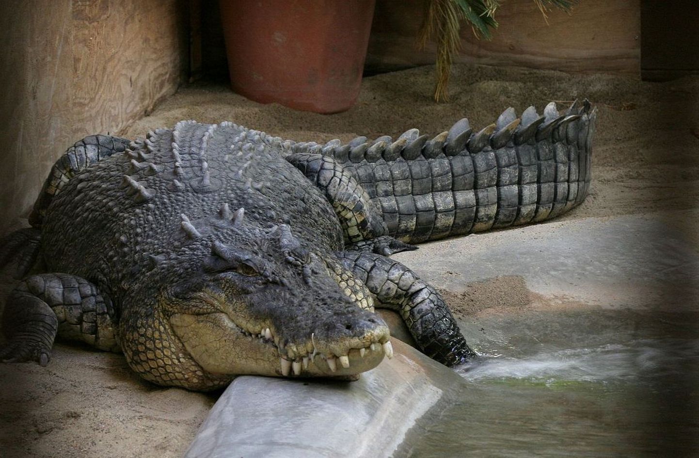 Soolase vee krokodill ehk harikrokodill