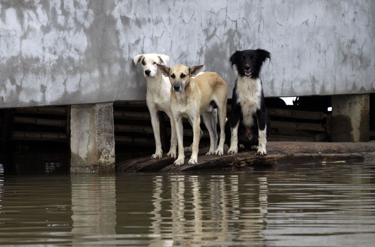 Kolm koera seisavad puutükil üleujutuste käes vaevlevas Jujanis (Ecuador).