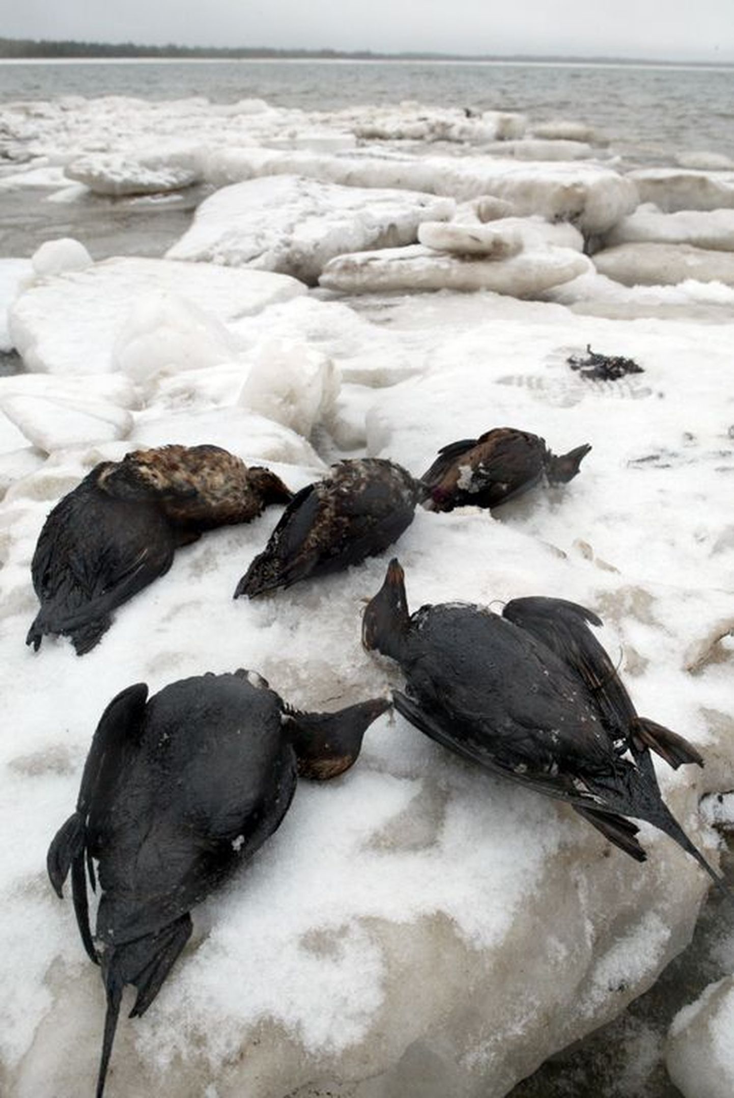 2006. aastal Lääne-Eesti rannikut tabanud õlireostuse tõttu hukkunud linnud.