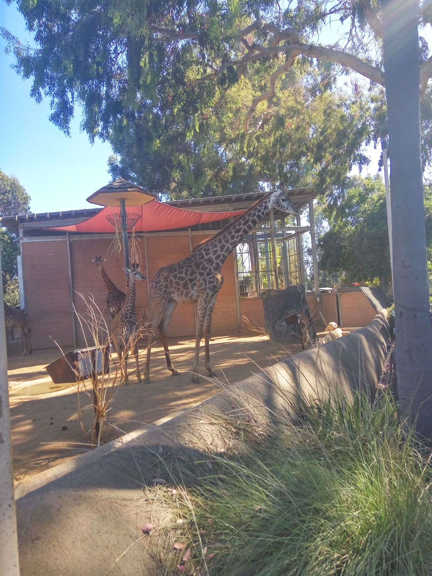 В зоопарке Сан-Диего для животных созданы условия, близкие к их среде обитания, и выглядят там звери достаточно довольными.