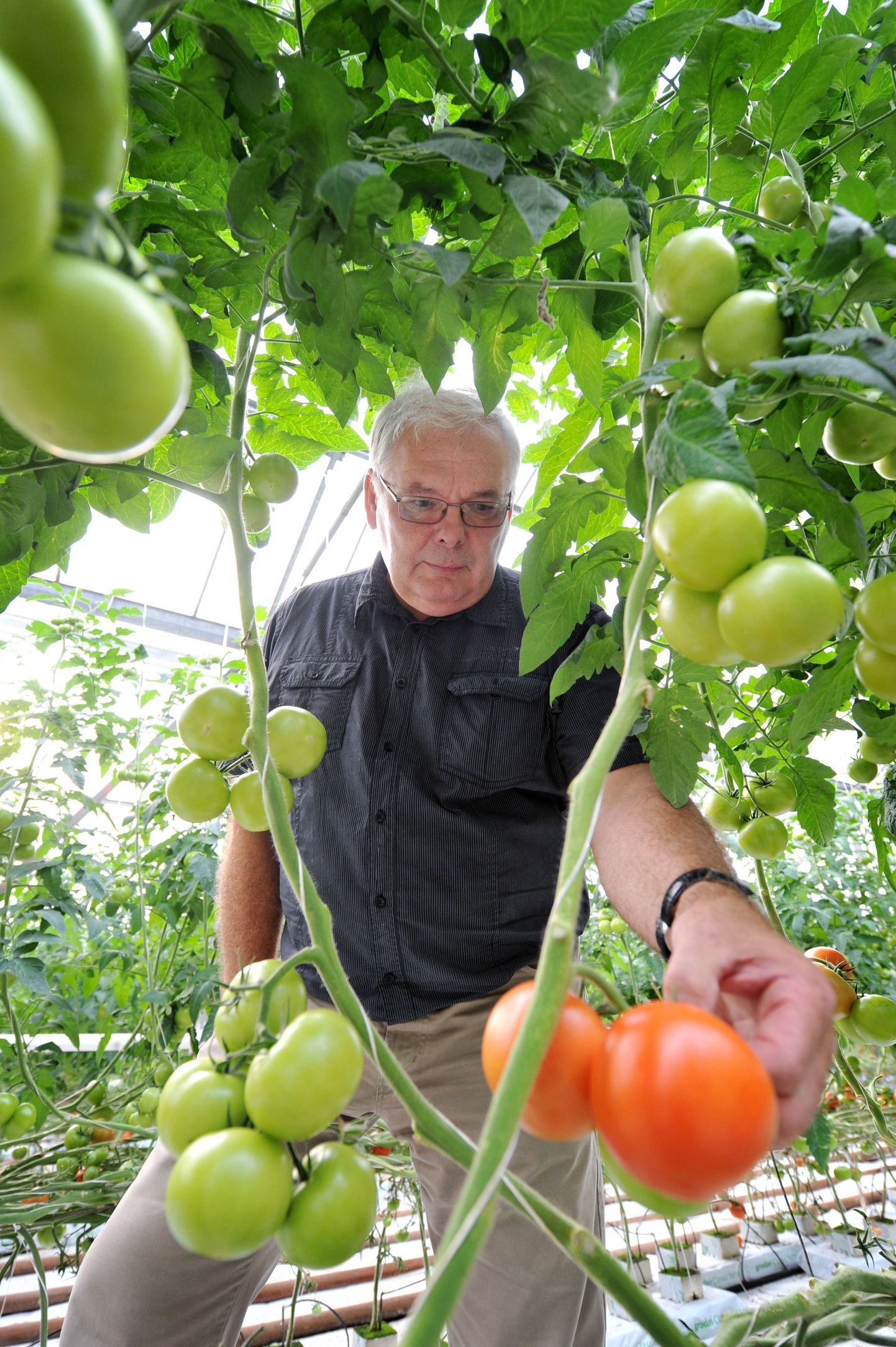 Kalle Reiter tomatikasvuhoones.