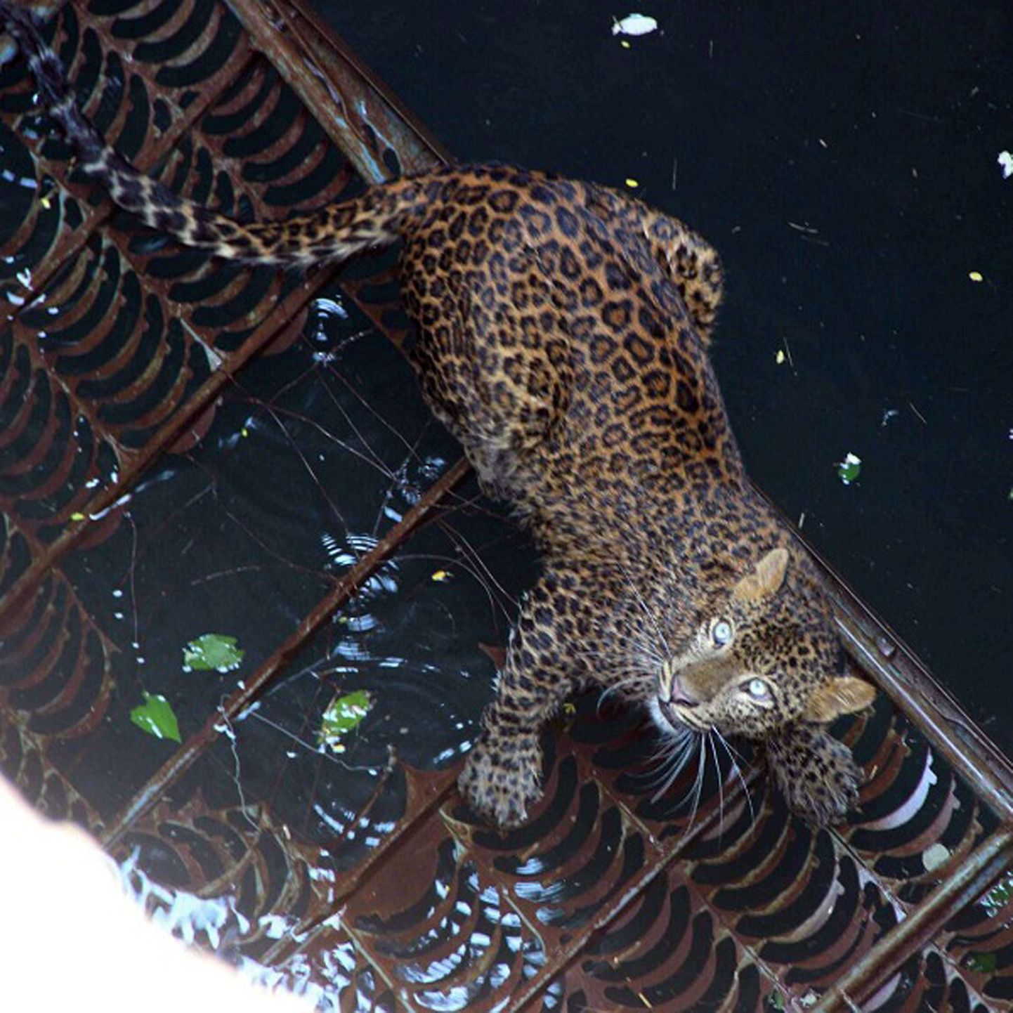 Sügavasse kaeva kukkunud leopard vaatab oma päästjaid